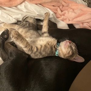 Meet your Posher, Rochon